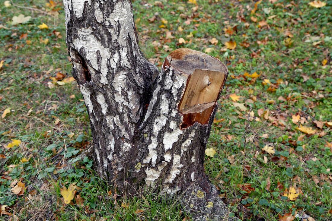 a dry cut tree