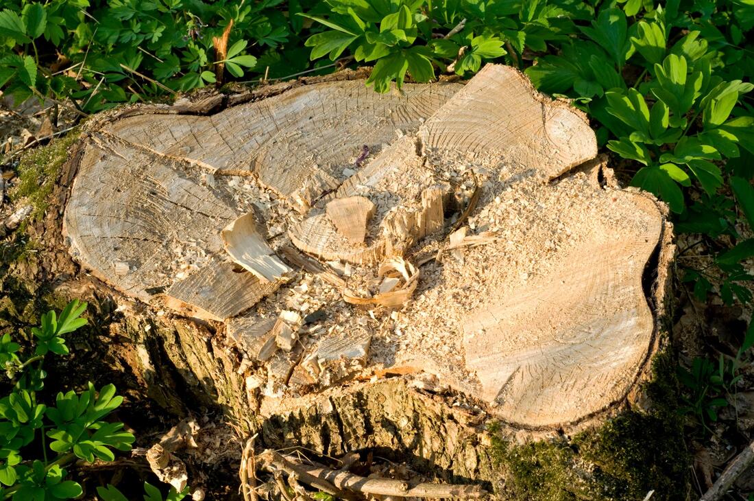 a ruined stump tree