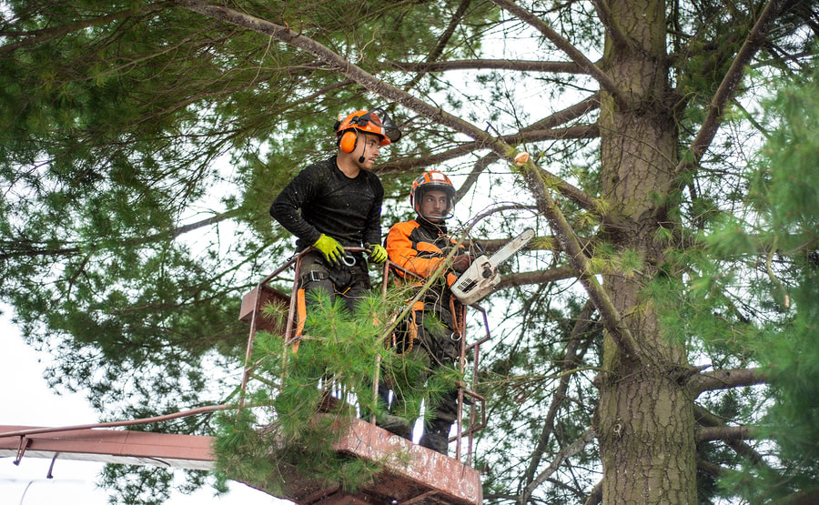 a two man at the top of the tree