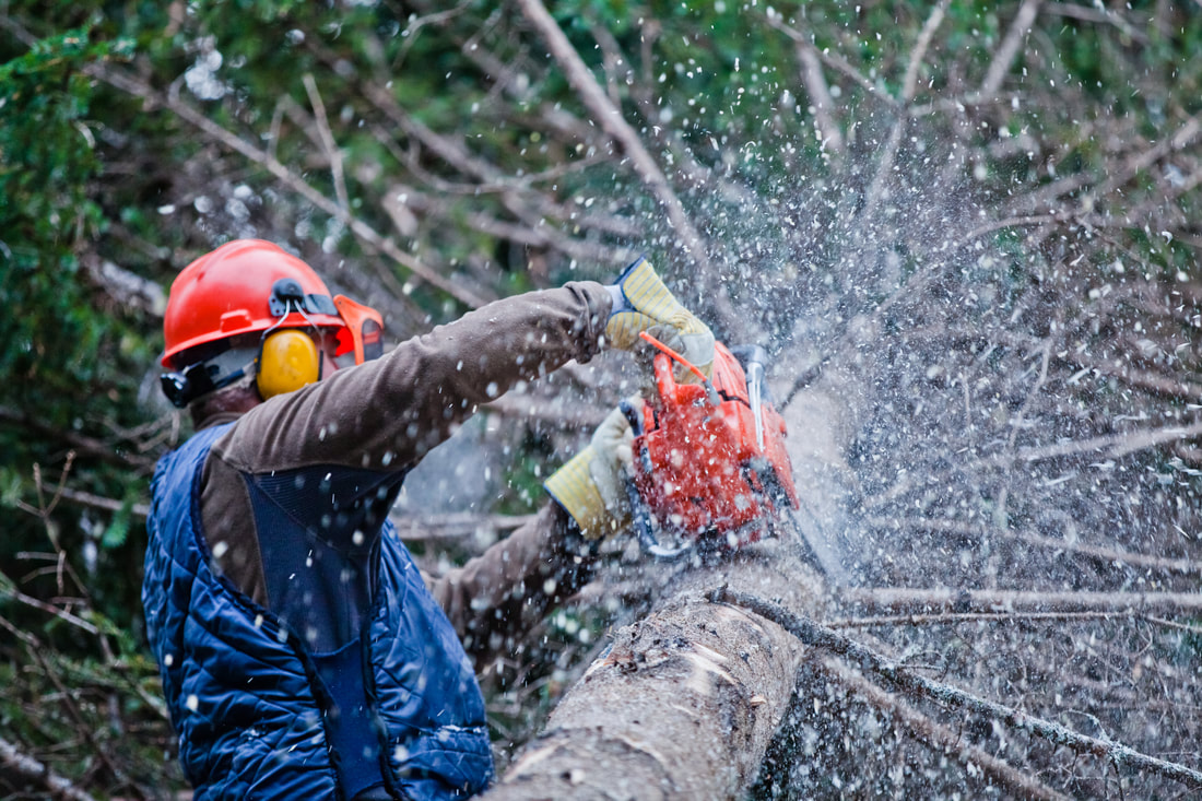 a man trimming the tree using chainsaw